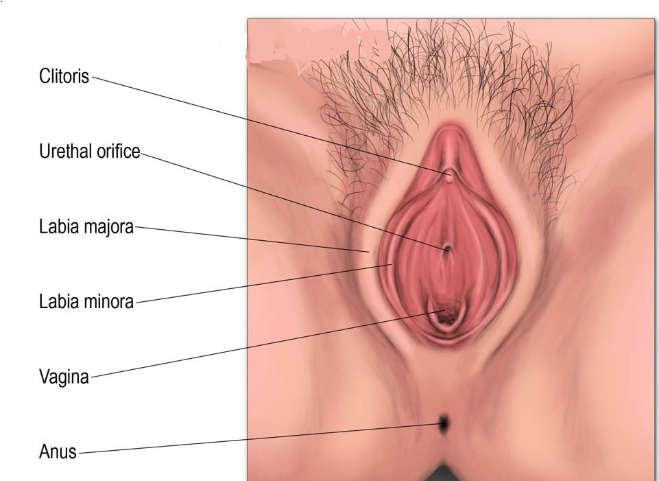 Anatomía de la vagina